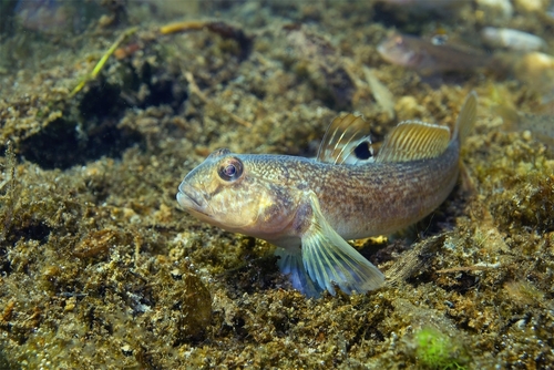 Close-up of a round goby fish underwater.