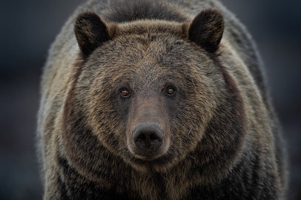 Close-up of a grizzly bear looking directly at the camera.