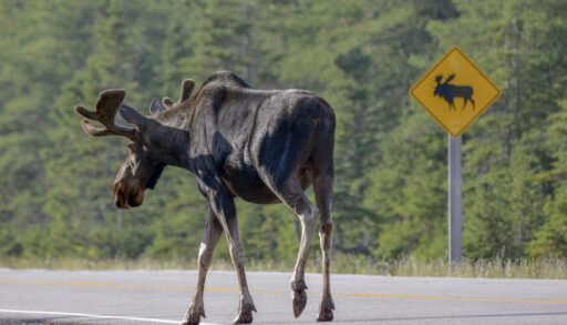 Brown moose walking along a road with a moose sign in the background.