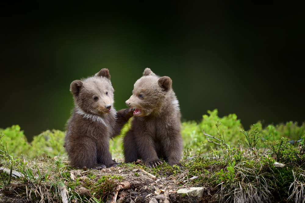 Close-up of two brown bear cubs sitting in a forest.