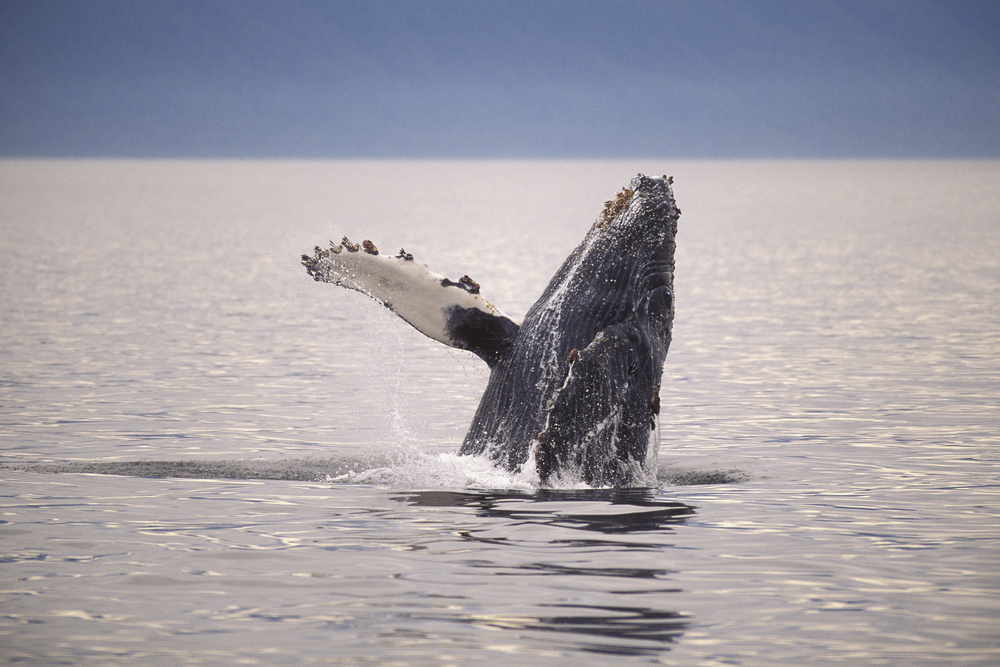 Humpback whale breaching the water.