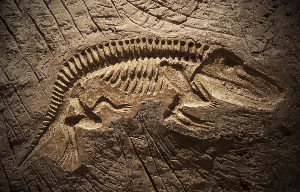 Dinosaur fossil imprint in rock.