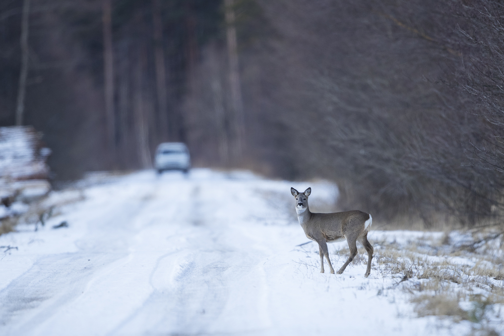 Roe deer standing next to a road in winter with a car in the background.