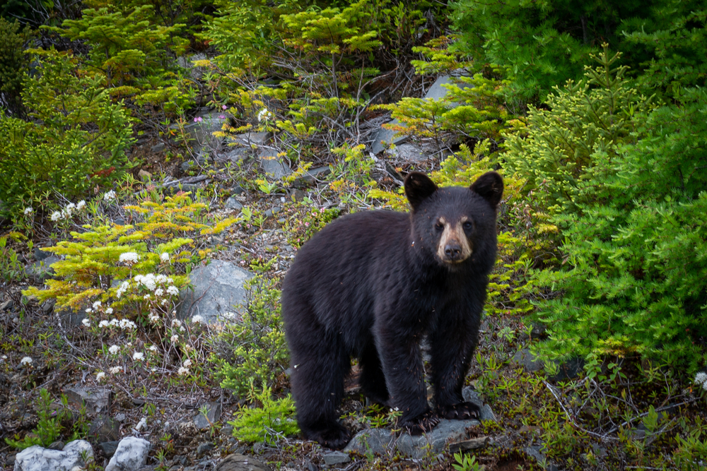 Young black bear standing on a rock in a green forest.