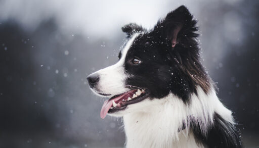 Close-up of a border collie standing in the snow.