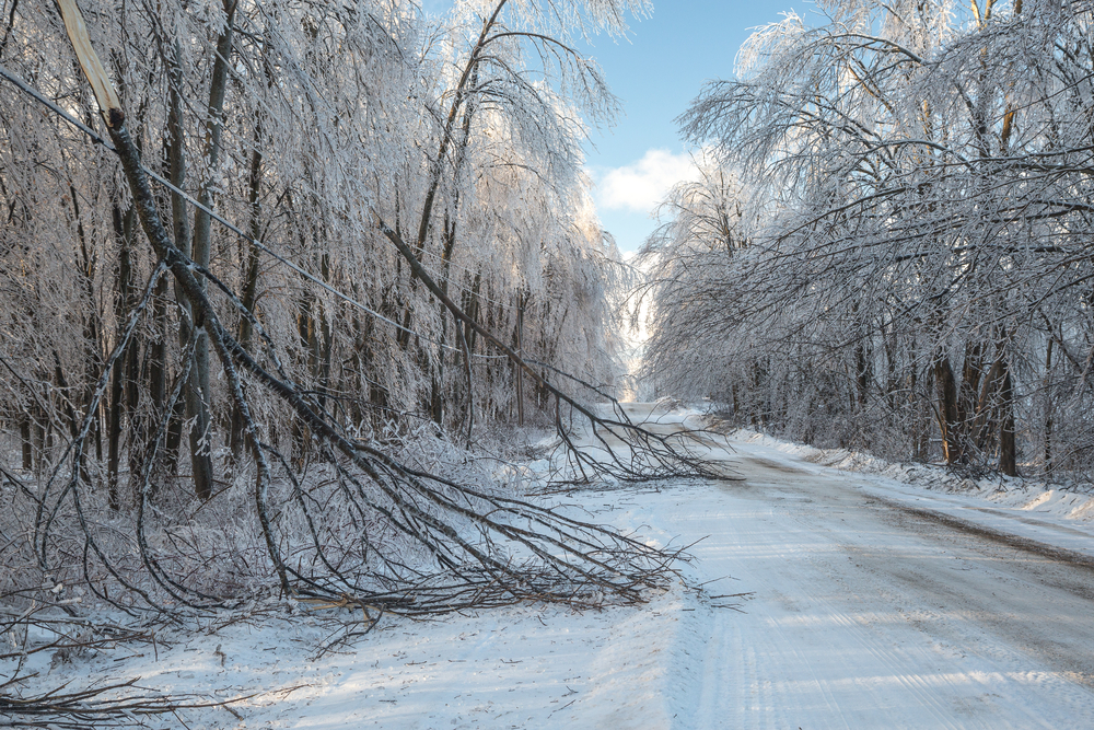 Broken trees along a road following a winter storm.