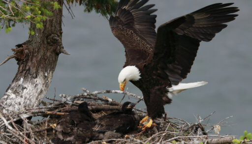 Adult bald eagle landing on a nest with bald eagle chicks.