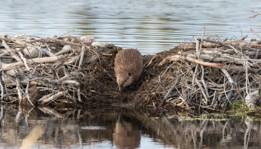 Close-up of a beaver standing on a dam in the water.