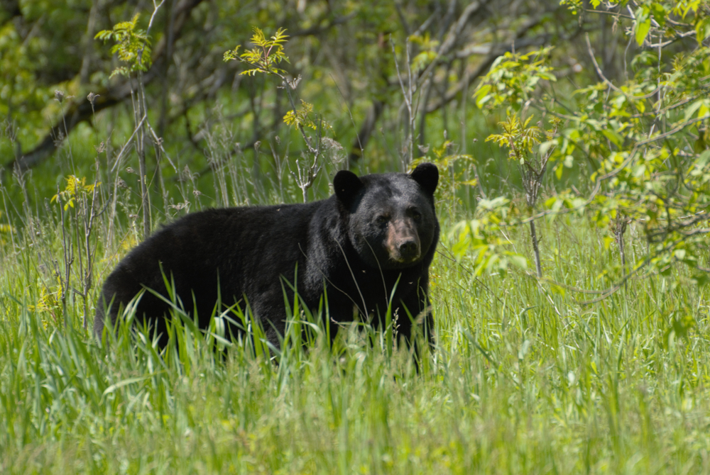 Black bear standing on a field of tall grass.