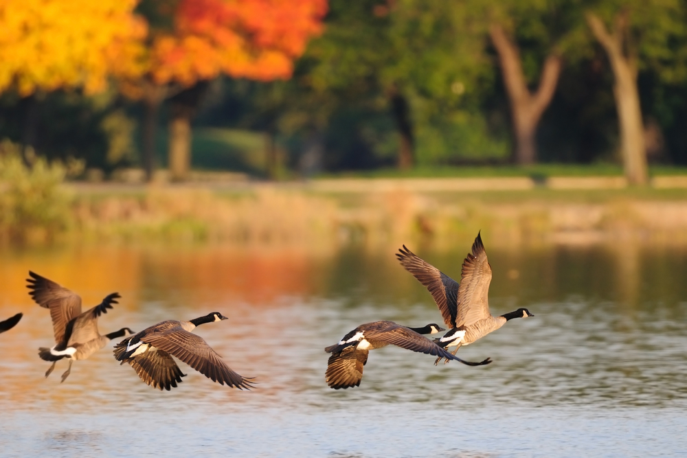 Canada geese flying over a lake in autumn.