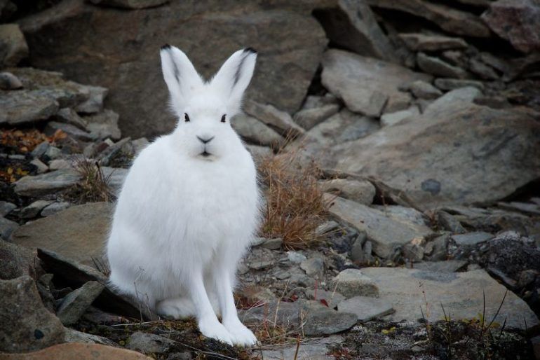 How to identify Canada's 5 rabbit and hare species Cottage Life