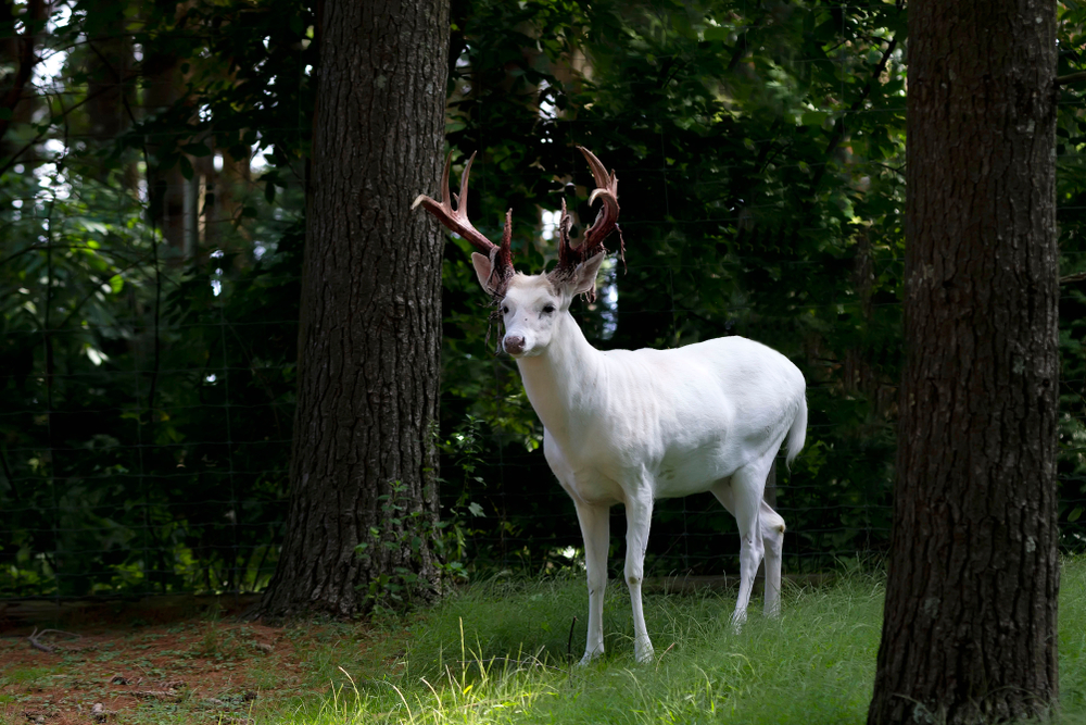 Close-up of an albino white-tailed deer in a forest.
