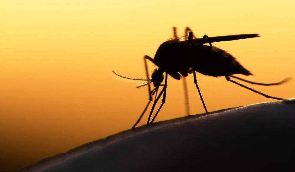 Close-up of a silhouette of a mosquito.