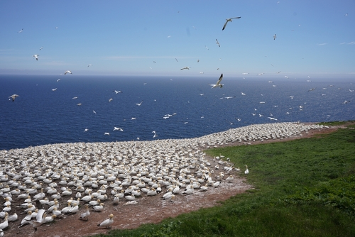 Seabird colony on Bonaventure Island, Quebec.