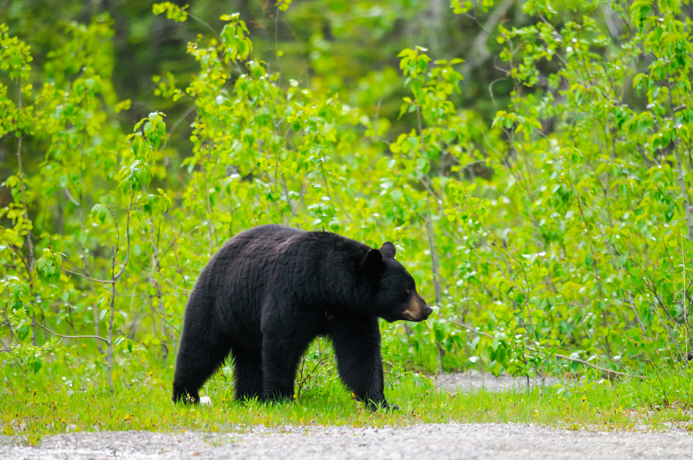 Black bear standing next to a gravel road.