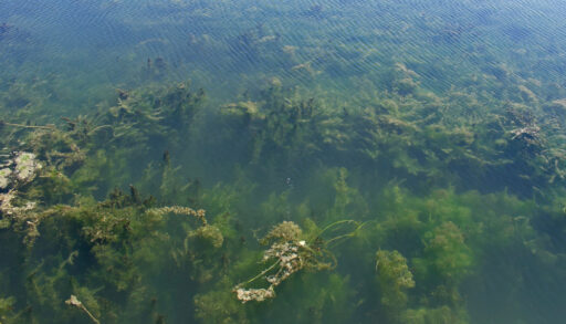 Aerial view of an algal bloom in Lake Erie.
