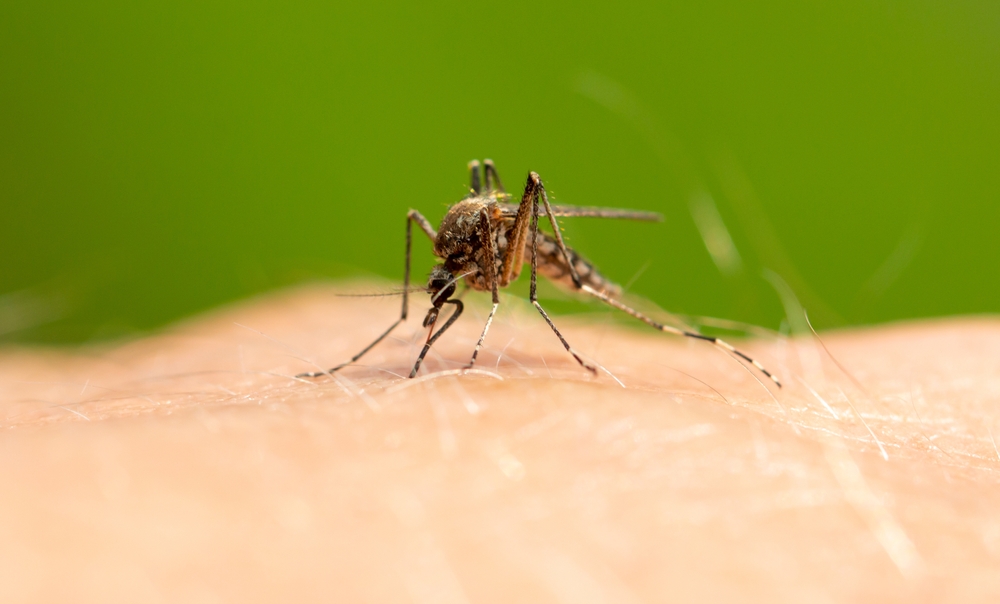 Close-up of a mosquito on a person's arm.