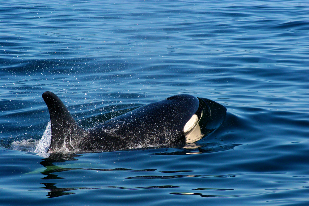 Close-up of an orca whale swimming through the ocean.