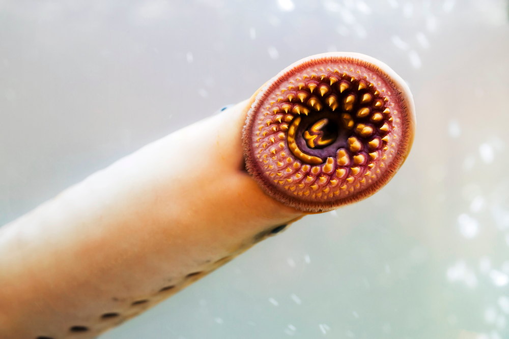 Close-up of a sea lamprey's jaws and sharp teeth.