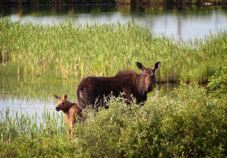 Moose populations declining at alarming rate in some North American