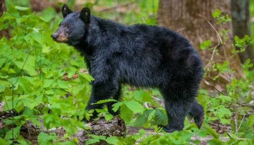 A black bear walking through a green forest.