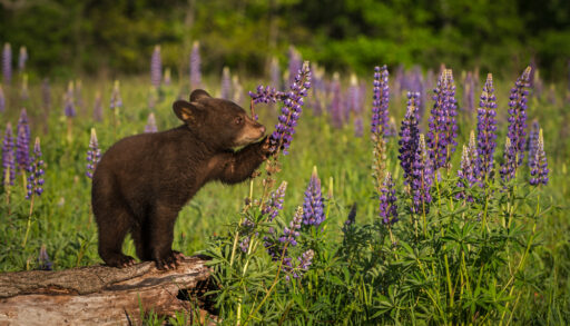 Close-up of a bear cub pawing at a purple flower in a green field.