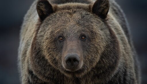 Close-up of a large grizzly bear.