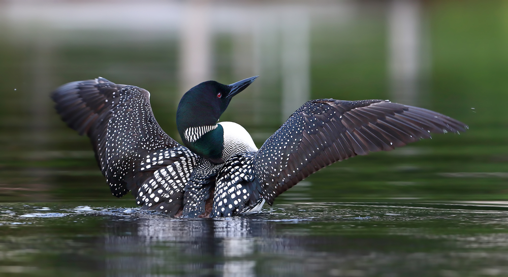 Green headed loon with wings open sits on a lake.