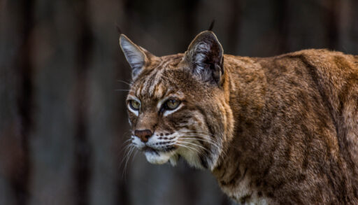 Close-up of a bobcat standing with trees in the background.