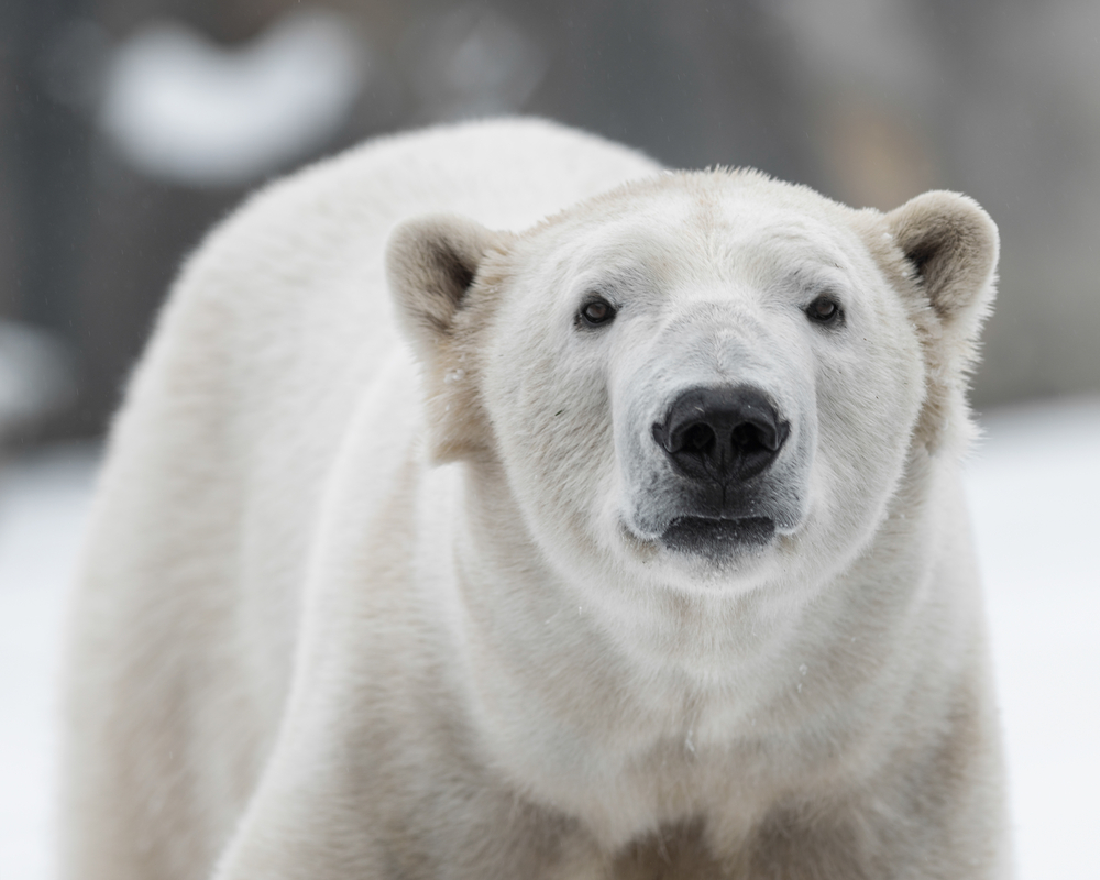 Close-up of a white polar bear in the snow.