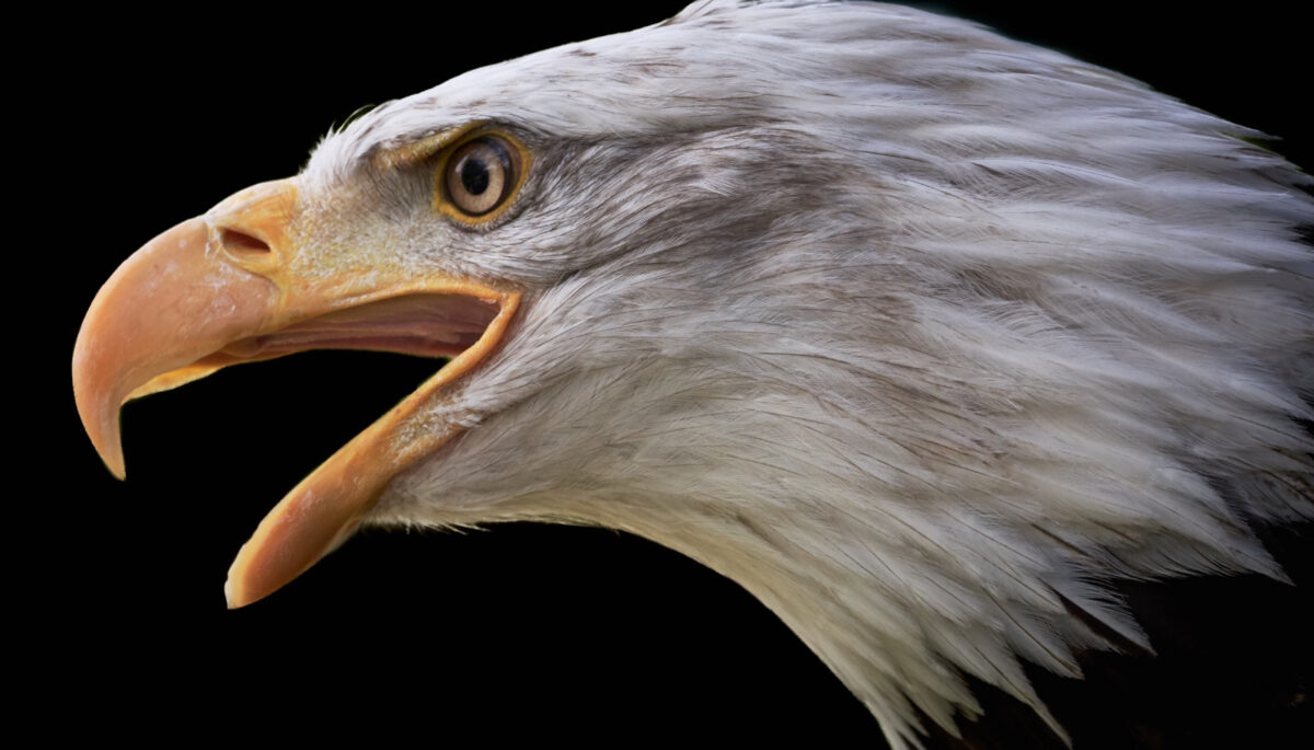 Close-up of screaming bald eagle.