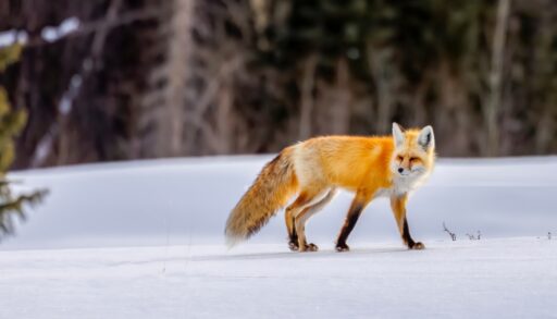 Orange fox trotting through the snow in a forest.