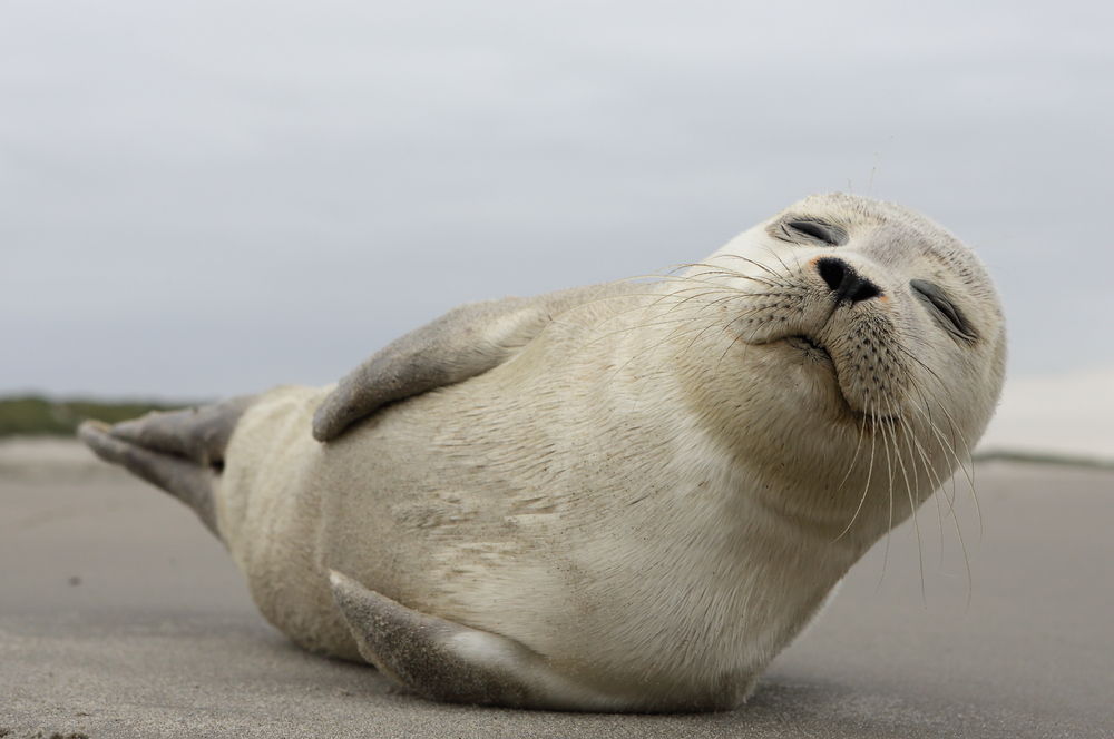 Grey seal pup laying on a grey road.