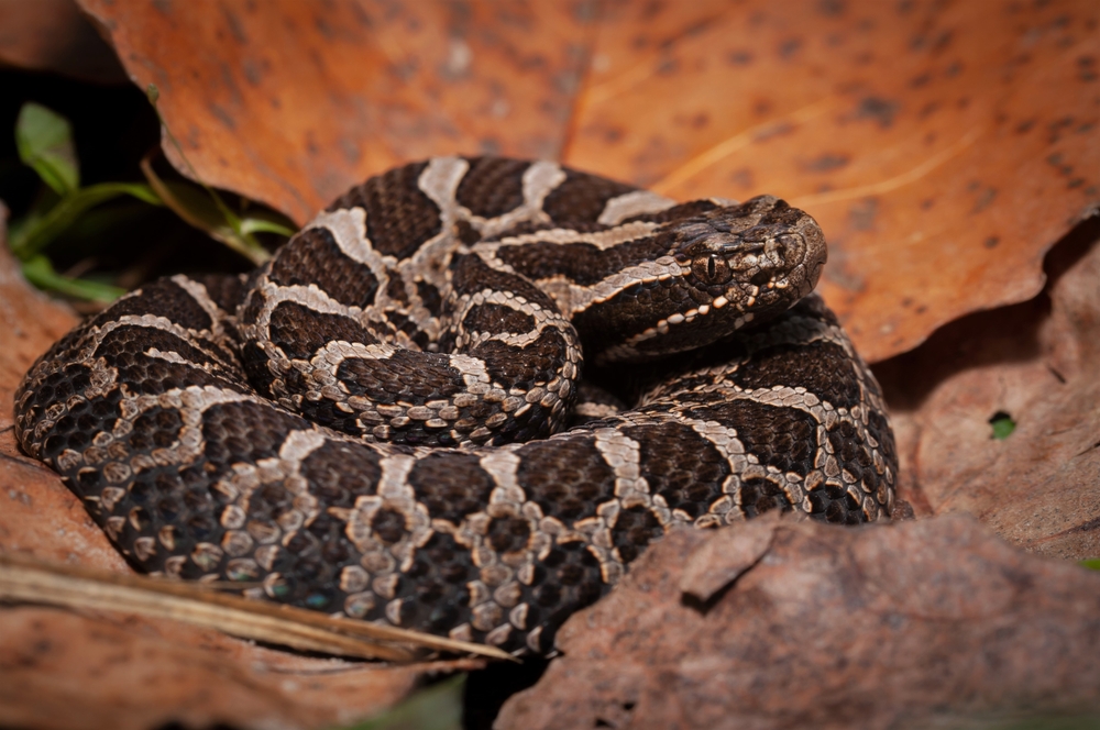 A brown and grey massasauga rattlesnake.