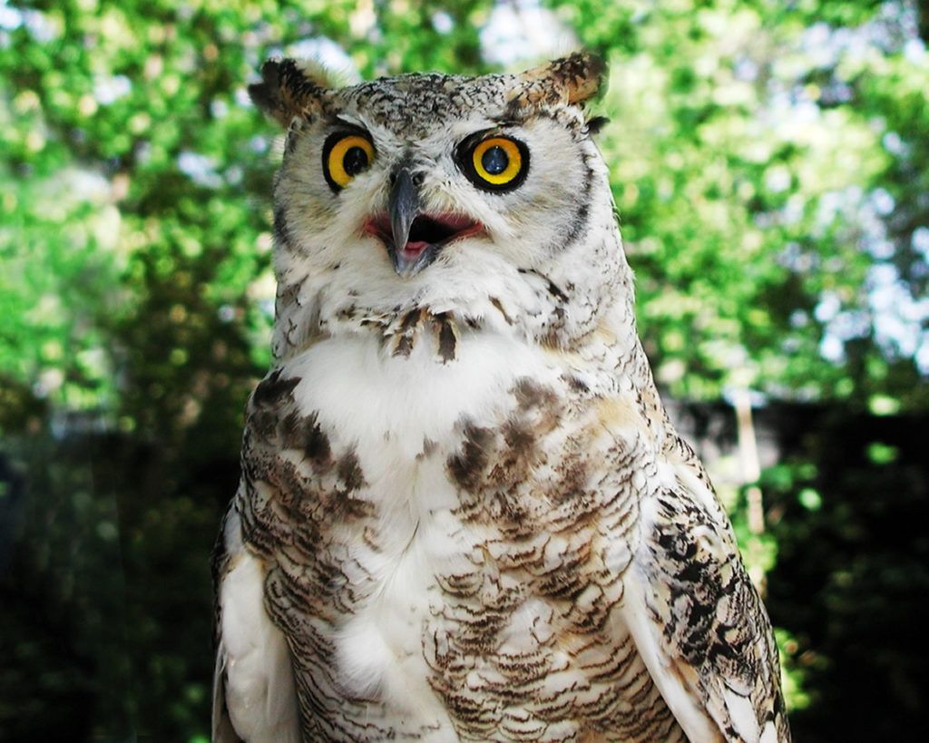 15 photos that prove owls are the most expressive animals | Cottage Life