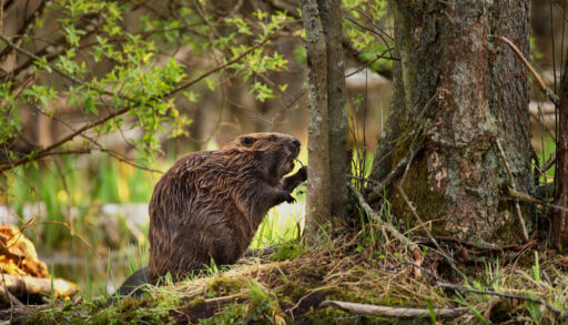 A beaver standing next to a tree in a forest.