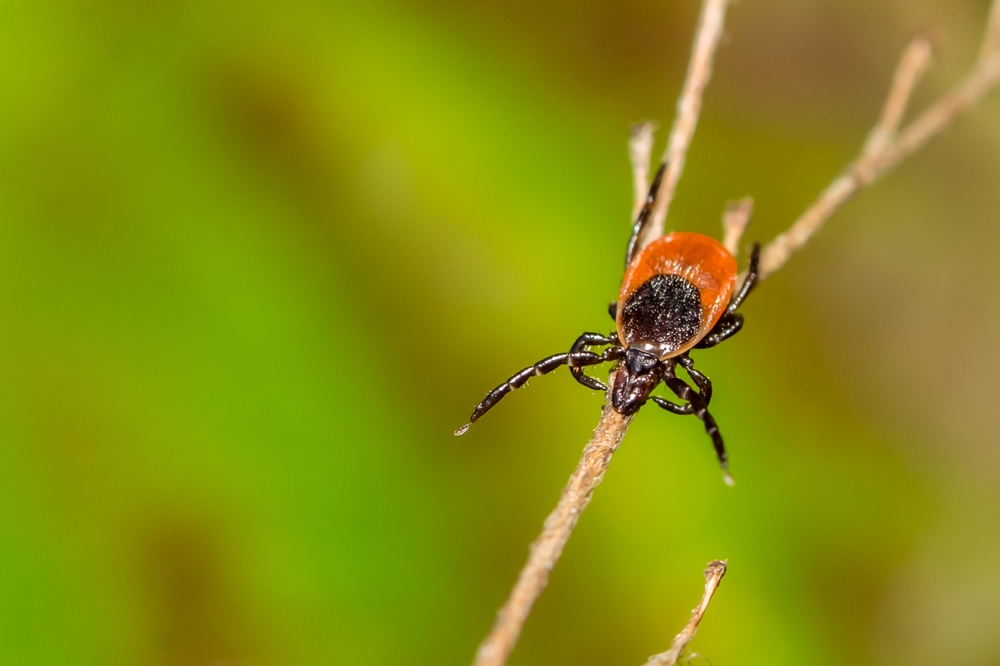 Red and black tick on a tree branch.