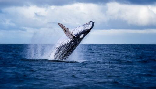 Humpback whale jumping out of the water.