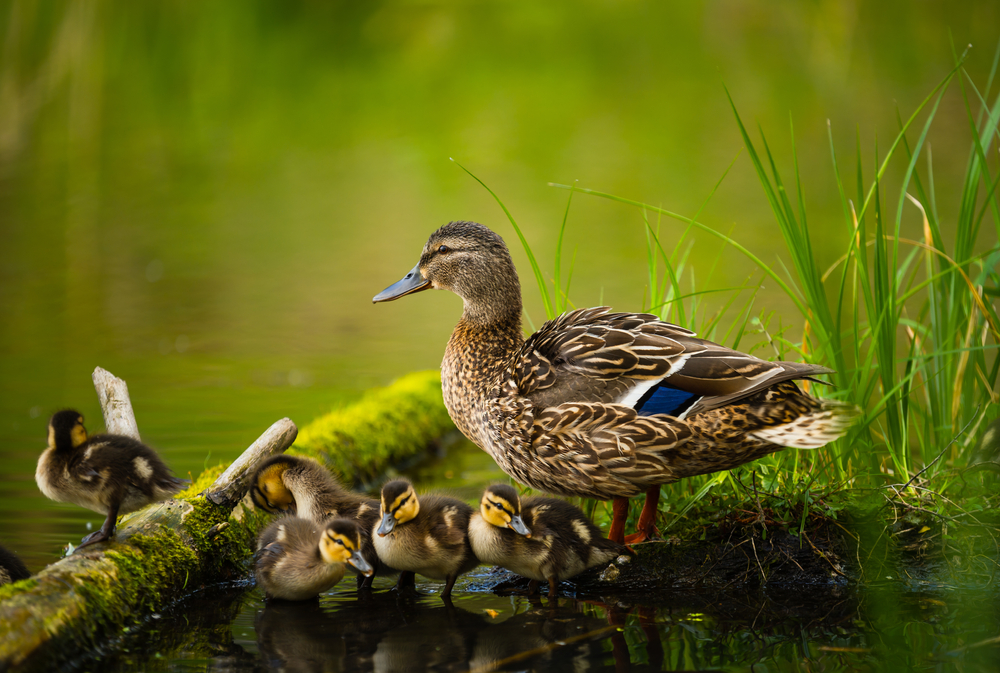 Female mallard duck with ducklings on the shore of a pond.