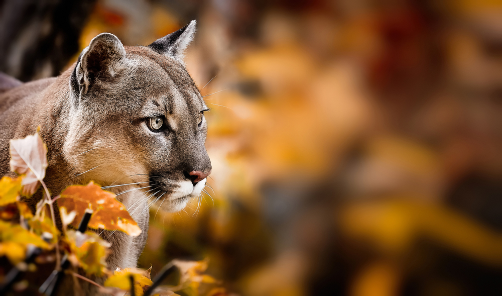 Close-up of a cougar standing in an autumn forest.
