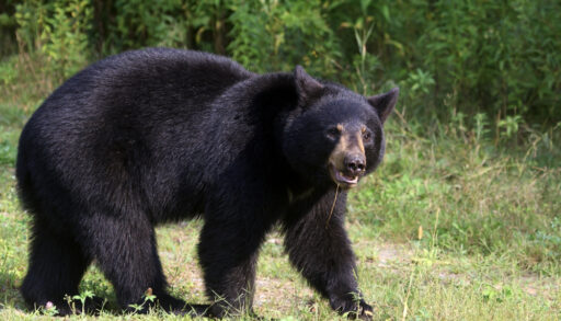 Black bear walking in a forest.