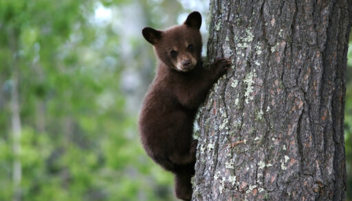 Bear cub climbing a tree in a forest.