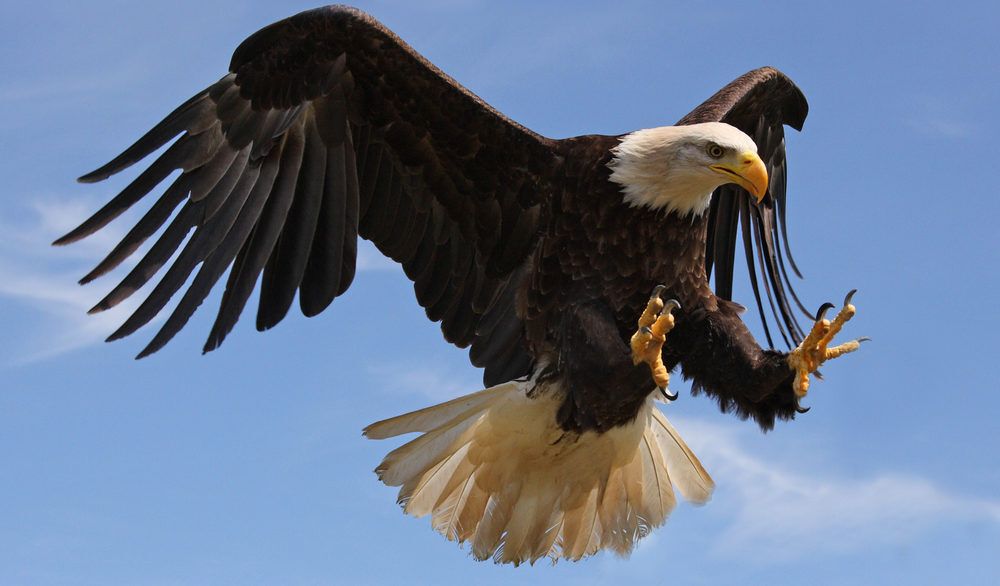 Close-up of a bald eagle flying with a blue sky in the background.