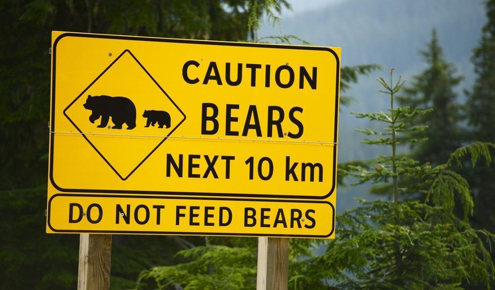 Neon yellow sign in a forest that reads "Do not feed bears".