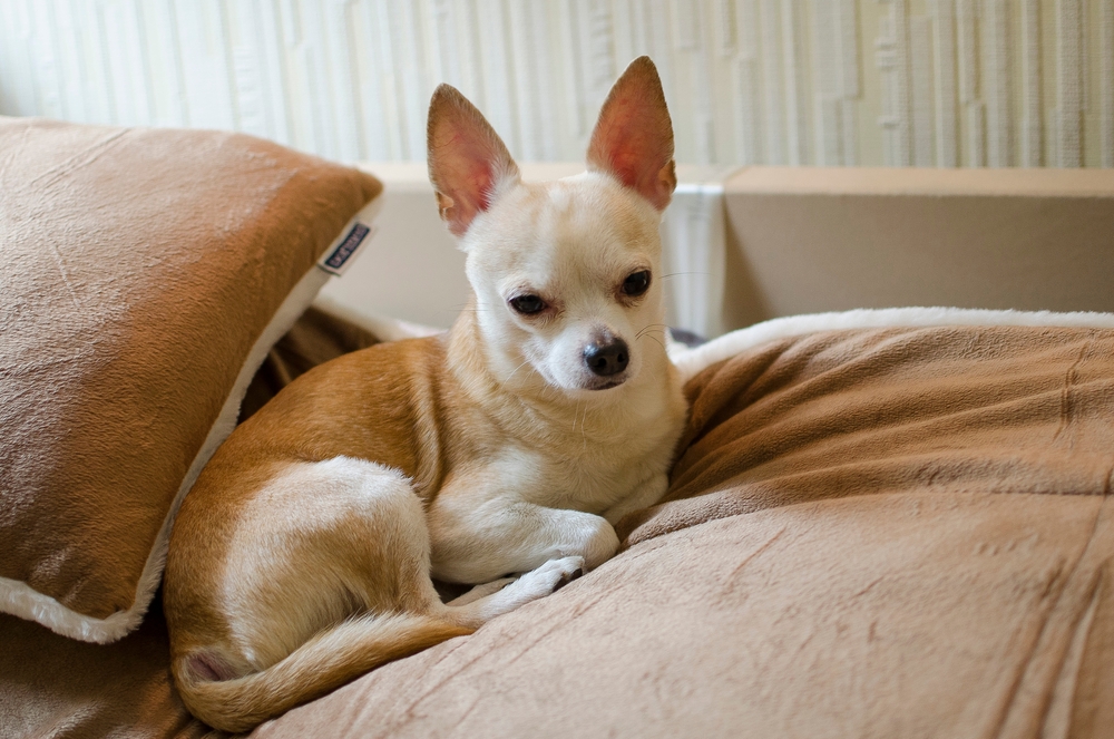 Light brown chihuahua sitting on a couch.