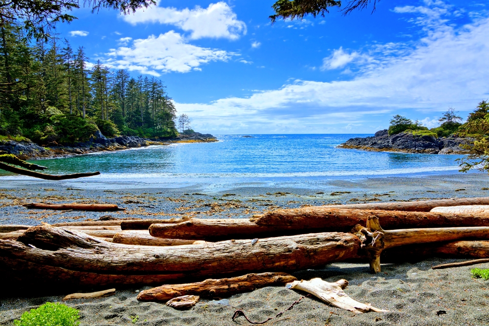 Driftwood on a beach surrounded by trees in Pacific Rim National Park, Vancouver, B.C.
