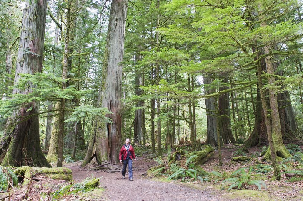 Person in a red plaid shirt walking through Old Growth Forests, Vancouver Island.