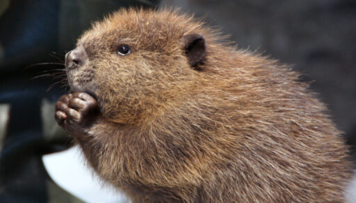 Close-up of a baby beaver.