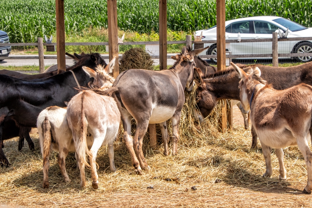 A group of donkeys around a feeding trough in a donkey sanctuary.