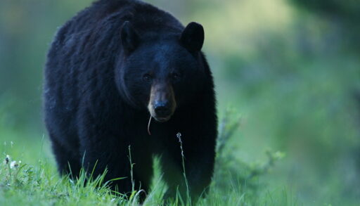 Black bear walking in a grassy clearing in a forest.